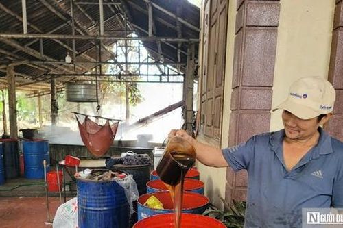 Làng mật mía đỏ lửa ngày đêm để kịp hàng cho Tết Nguyên đán