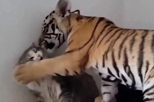 Có chung họ, điều gì sẽ xảy ra nếu một con hổ nhìn thấy một con mèo?
