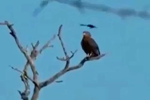 CLIP: Loài chim được mệnh danh là 'mafia trên trời' dũng cảm đánh đuổi đại bàng khiến 'chúa tể của bầu trời' khiếp vía