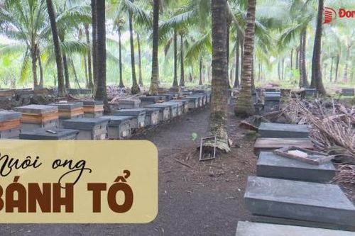 Nuôi ong bánh tổ
