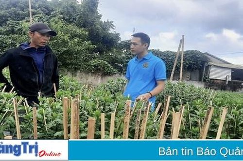 Nông dân Hướng Hóa tất bật chuẩn bị nguồn hoa phục vụ tết Nguyên đán