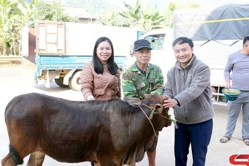 Thuận Châu trao bò giống cho các hộ thụ hưởng