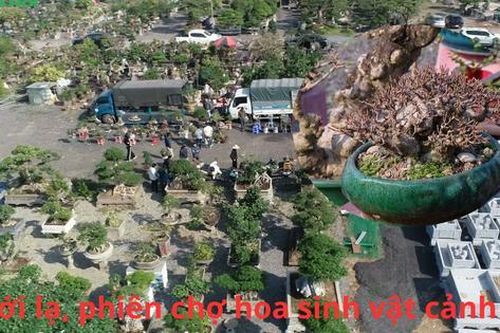 Mới lạ, phiên chợ hoa sinh vật cảnh lớn nhất tại Hà Nội