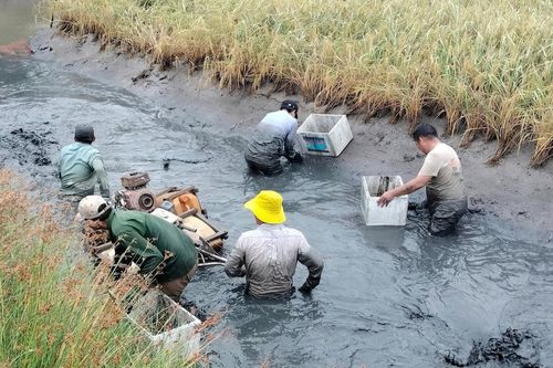 Nông dân Cà Mau thắng lớn từ nuôi tôm xen canh trong ruộng lúa