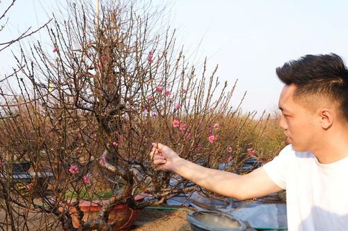 Làng đào Nhật Tân, quất Tứ Liên tất bật vào vụ Tết