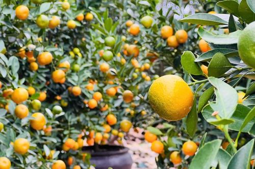 Vựa quất cảnh lớn nhất miền Trung vào vụ Tết