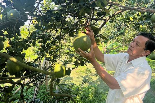 Nông sản Tây Nam Bộ vào vụ Tết