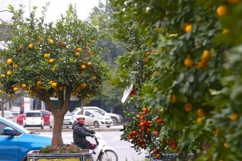 Chanh vàng tứ quý, quýt cảnh 'đổ bộ' xuống phố chơi Tết