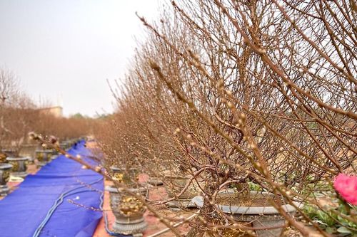 Giá đào Tết tăng, hoa 'lười' nở khiến chủ vườn Nhật Tân mất ăn mất ngủ