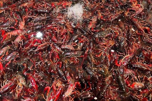 Sinh vật ngoại lai Trung Quốc tràn sang chợ Việt, hải sản 'quý tộc' giá siêu rẻ