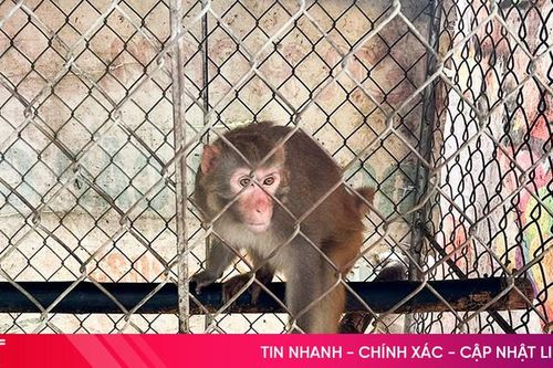 Bàn giao cá thể khỉ vàng 6kg cho Vườn Quốc gia Vũ Quang
