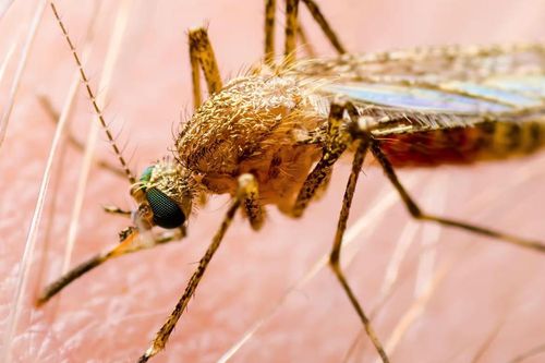 Australia cảnh báo về virus viêm não gây tử vong