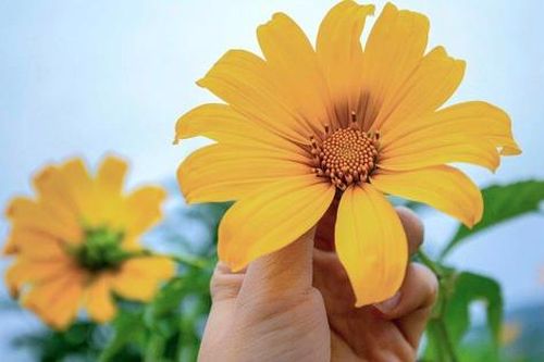 Mùa hoa dã quỳ khoe sắc