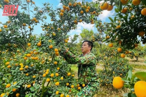 'Thủ phủ' quất cảnh xứ Thanh nhộn nhịp vào Tết