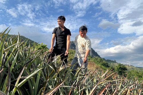 Đổi thay từ những trái dứa