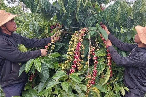 Đẩy mạnh liên kết sản xuất, tiêu thụ sản phẩm nông nghiệp