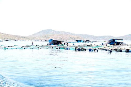 Thành lập được 17 hợp tác xã, tổ hợp tác, tổ liên kết, tổ hội nghề nghiệp nuôi trồng thủy sản