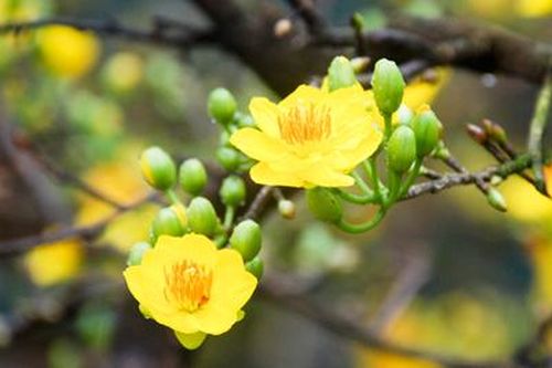 Tăng cường các biện pháp bảo đảm đón Tết vui tươi, lành mạnh, an toàn, tiết kiệm