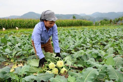 Nông dân Bảo Thắng: Thêm vụ, thêm niềm vui
