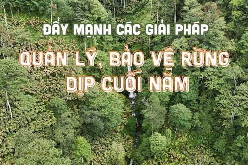Đẩy mạnh các giải pháp quản lý, bảo vệ rừng dịp cuối năm