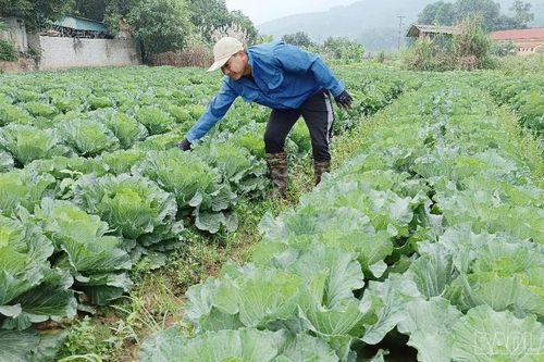Nông dân gieo trồng hơn 3.990 ha rau đậu các loại
