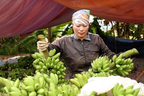 Chuối 'cống phẩm' lên ngôi