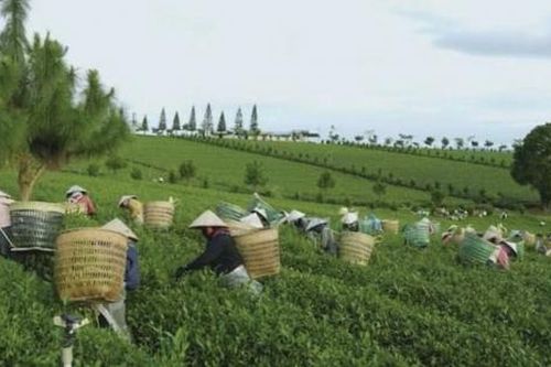Màu xanh từ vùng đất sỏi