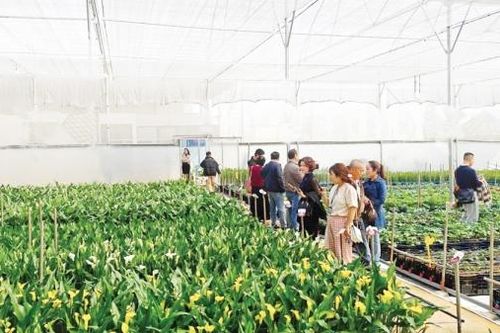 Khát vọng đưa hoa Đà Lạt vươn tầm khu vực và quốc tế