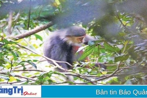 'Mái nhà' chung của những loài linh trưởng