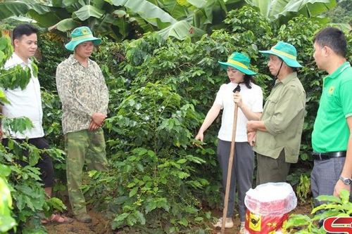 Thành phố nhân rộng mô hình nông nghiệp hiệu quả
