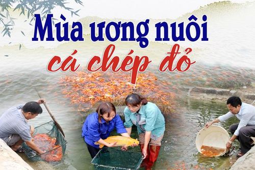 Mùa ương nuôi cá chép đỏ