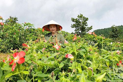 Nông nghiệp sạch và những bứt phá ấn tượng