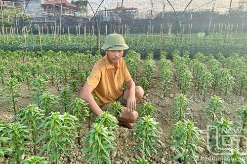 Trồng hoa đón Tết