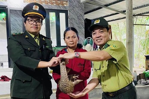 Tiếp nhận cá thể tê tê nguy cấp, quý hiếm