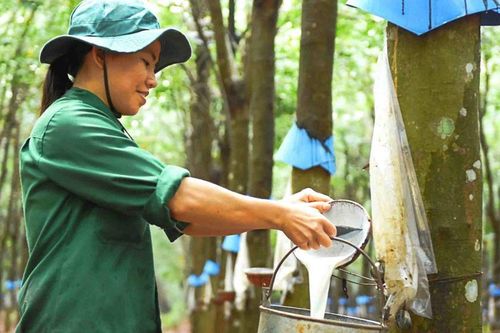 Cao su Đắk Lắk (DRI) sẽ khai thác hơn 8.200 ha cao su, mạnh tay mở rộng vườn sầu riêng