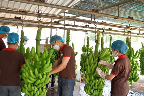Thua lỗ sâu, HAGL Agrico (HNG) vẫn trả hơn 1.000 tỷ đồng cho Hoàng Anh Gia Lai (HAG)