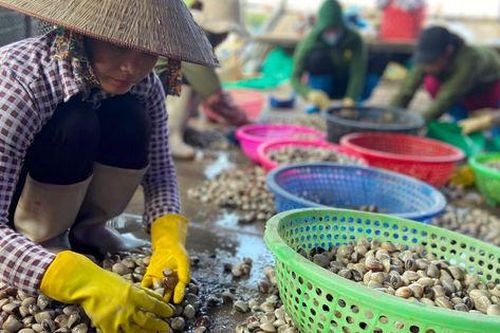 Sản xuất nhuyễn thể, rong biển mang lại giá trị kinh tế lớn