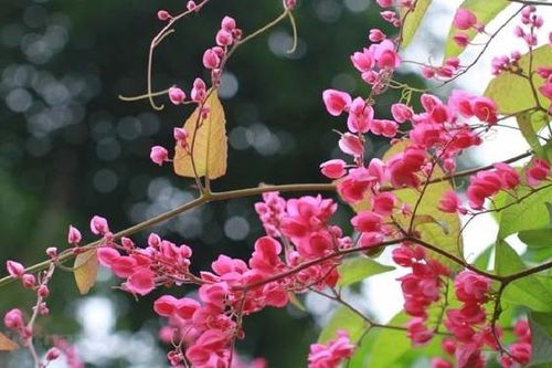 Lợi ích phong thủy của hoa ti gôn đối với không gian sống