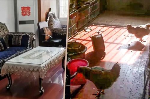 Người thuê chung cư biến căn hộ thành trại nuôi gà gây phẫn nộ