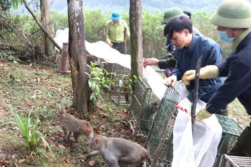 Thả 90 cá thể động vật hoang dã về môi trường tự nhiên ở Hà Tĩnh