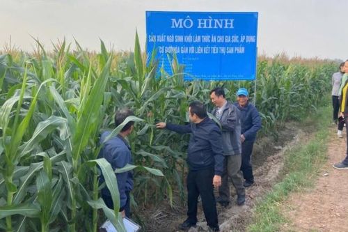 Tổng giá trị sản xuất nông, lâm nghiệp, thủy sản tỉnh Hà Nam ước đạt 8.596 tỷ đồng