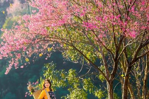 Hoa Tớ Dày bung nở rực rỡ khắp núi rừng Tây Bắc