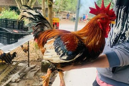 Gà 9 cựa triệu đô vùng đất Tổ