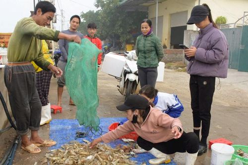 Cập cảng ngày đầu năm mới, ngư dân Nghệ An trúng đậm tôm tít
