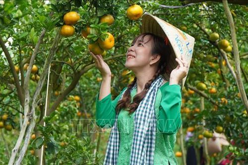 'Thủ phủ' quýt hồng Lai Vung nhộn nhịp đón khách tham quan