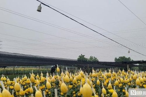 Không khí rộn ràng đón Tết tại làng hoa lớn nhất xứ Thanh