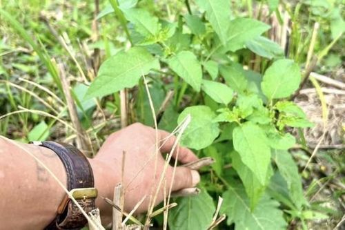 Ở Việt Nam có một loại rau bổ ngang thịt, mọc um tùm như cỏ dại, trước bị lãng quên, nay thành đặc sản
