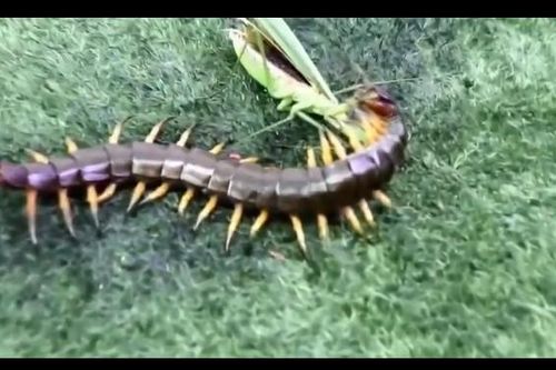 CLIP: Cuộc đối đầu sinh tử giữa rết độc và bọ ngựa, cái kết đầy bất ngờ