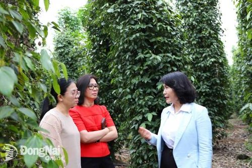 Đồng Nai đi đầu cả nước phát triển 'tam nông'