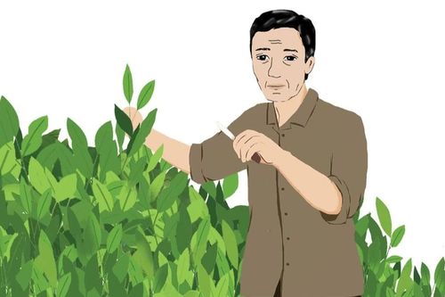 Thơ Vân Phi: Ngõ xanh
